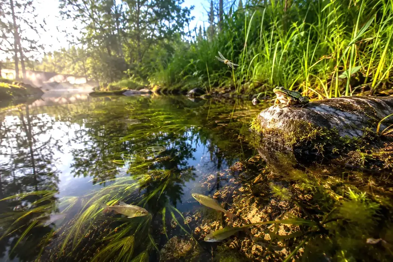 Organismos vivos en un ecosistema natural con plantas, agua, animales y actividad biológica visible