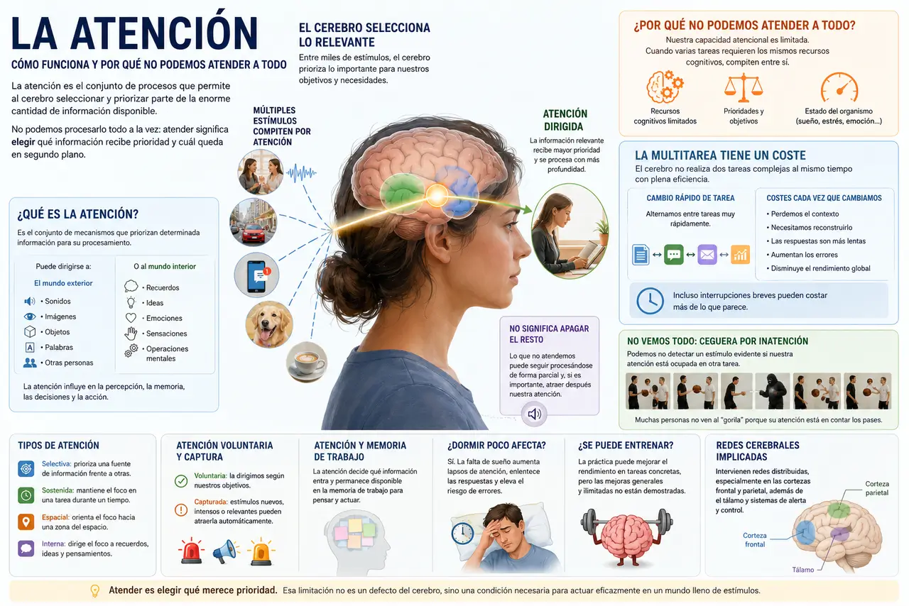 Representación del cerebro humano seleccionando información relevante entre múltiples estímulos visuales y auditivos